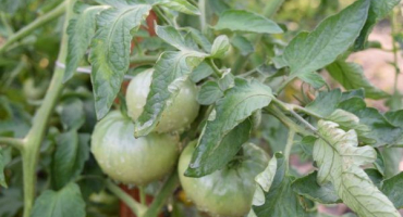 Rajčatový zachránce